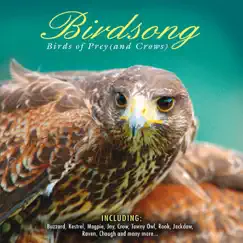 Red-footed Falcon (Falco Vespertinus) Song Lyrics