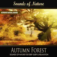 Autumn Forest (Nature Sounds) - Single by Sounds of Nature for Deep Sleep and Relaxation album reviews, ratings, credits