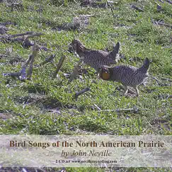 Ring-necked Pheasant Song Lyrics