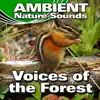 Voices of the Forest (Nature Sounds) - Single album lyrics, reviews, download