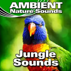 Active Jungle Background With Rainfall and Birdsong Song Lyrics