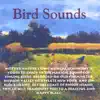 Song Birds song lyrics
