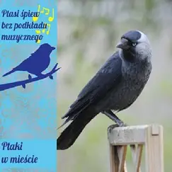 Ptaki Na Pograniczu Miasta I Lasu, Odglosy Sierpówki. Song Lyrics