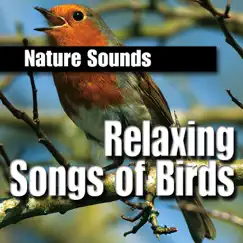 Relaxing Afternoon Birdsongs Song Lyrics