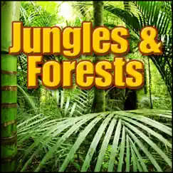Forest, Night - Night Time Forest Ambience: Insects, Crickets, Light Birds, Light Wind Through Trees, Forests, Jungles & Swamps, Birds, Insects, Dr. Sound Effects Song Lyrics