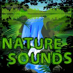 Sounds of the Rainforest Song Lyrics