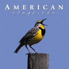 Southern Songbirds Song Lyrics