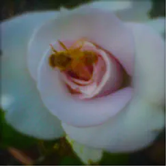 There Is No Rose - Single by Sleeping Bee album reviews, ratings, credits