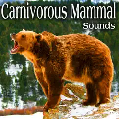Polar Bear Growls and Roars Multiple Times with Inhales Song Lyrics