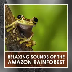 Relaxing Sounds of the Amazon Rainforest by Cameron McBride album reviews, ratings, credits
