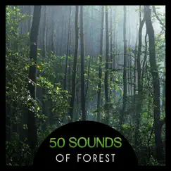 A Walk in the Forest Song Lyrics