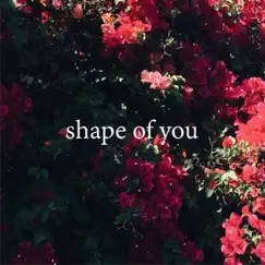 Shape of You Song Lyrics