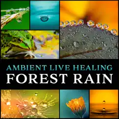 Forest Rain Shower Song Lyrics