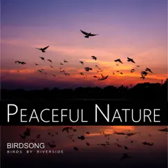 Birdsong and River Noise to Relax, Pt.8 Song Lyrics