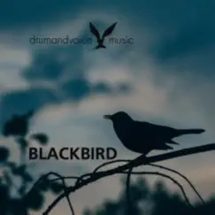 BlackBird - Single by Drumandvoice album reviews, ratings, credits