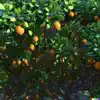 Oranges - Single album lyrics, reviews, download