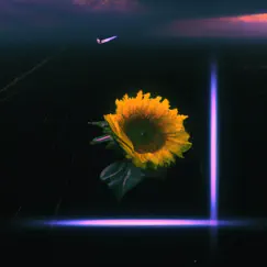Sunflowers Song Lyrics