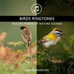 Birds Ringtones - Healing Power of Nature Sounds for Sleep and Relaxation, Morning Chirping Birds by Forest Winston & Mary Woodland album reviews, ratings, credits