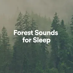 Forest Sounds for Sleep by Ambient Forest, Sounds of Nature Noise & Nature Sounds Nature Music album reviews, ratings, credits