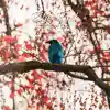 Blue Bird (feat. Nanaru & HalcyonMusic) - Single album lyrics, reviews, download