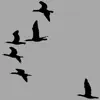 Canadian Geese (Radio Edit) - Single album lyrics, reviews, download