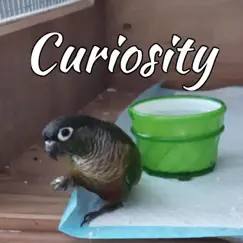 Curiosity Song Lyrics