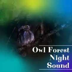 Camping at Night in the Forest with Cricket Sounds Song Lyrics