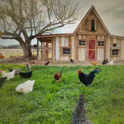 Chicken Sounds on Farm for Instant Relaxation and Good Mood Song Lyrics