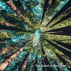 The Sound of the Forest by Water World, Nature Sound Collection & Healing Nature Sounds album reviews, ratings, credits
