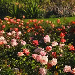 1000 Rows of Roses - Single by Brodi Banks album reviews, ratings, credits