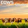 Cows Sounds (feat. Paramount Nature Soundscapes, Paramount Soundscapes, Paramount White Noise & White Noise Plus) - EP album lyrics, reviews, download