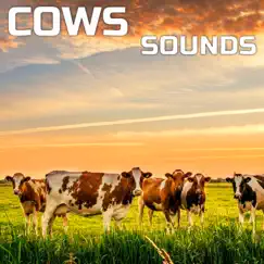 Cows Sounds (feat. Paramount Nature Soundscapes, Paramount Soundscapes, Paramount White Noise & White Noise Plus) - EP by Nature Sounds Explorer, OurPlanet Soundscapes & Paramount White Noise Soundscapes album reviews, ratings, credits