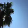 Under the Palm Tree - Single album lyrics, reviews, download