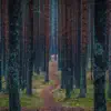 One With the Woods - Single album lyrics, reviews, download
