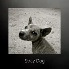 Stray Dog Song Lyrics