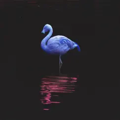 Blue Flamingos Song Lyrics