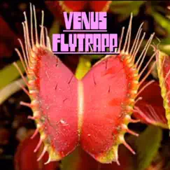 Venus Flytrap Song Lyrics