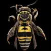 Killer Bee - Single album lyrics, reviews, download