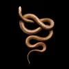 Imma Snake 3 - Single album lyrics, reviews, download