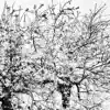 Bare Trees - EP album lyrics, reviews, download