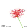 Lycoris (feat. Kaho Nakamura) - Single album lyrics, reviews, download