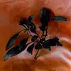 Black Cherry - EP album lyrics, reviews, download