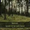 Sounds of the Lone Forest - EP album lyrics, reviews, download
