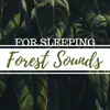 Forest Sounds for Sleeping - Chirping Birds and Natural Wood Recorded Sound Collection album lyrics, reviews, download