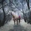 Arabian Horse song lyrics
