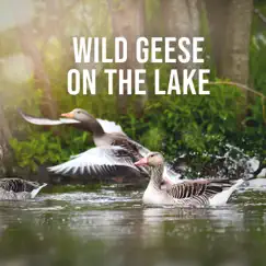 Wild Geese at the Lake, Pt. 8 Song Lyrics