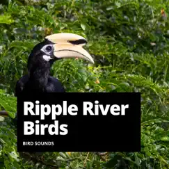 Ripple River Birds - Single by Loopable Birds, River Sounds, Relaxation Channel & Bird Sounds album reviews, ratings, credits