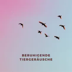 Beruhigende Tiergeräusche – Naturgeräusche aus den Bergen zum Entspannen by Fairy Garden album reviews, ratings, credits