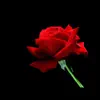 RED Rose - Single album lyrics, reviews, download