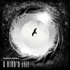A Bird's Life (Nature Moods, Vol. 1) by Stardust at 432Hz album reviews, ratings, credits